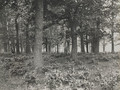 Ft_8_29 Фт-8/29 Неизвестный фотограф. «Останкино. Дворцовая улица. Дача Лаврова». Из альбома графа А.Д. Шереметева «Виды Марьиной Рощи и Останкина» 1913 г.
