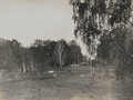 Ft_8_40 Фт-8/40 Неизвестный фотограф. «Останкино. Лес за парком». Из альбома графа А.Д. Шереметева «Виды Марьиной Рощи и Останкина» 1913 г.
